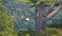 Eagle on Lone Tree Island